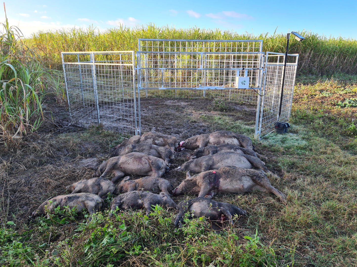 8 Panel Trap Whole Set-up